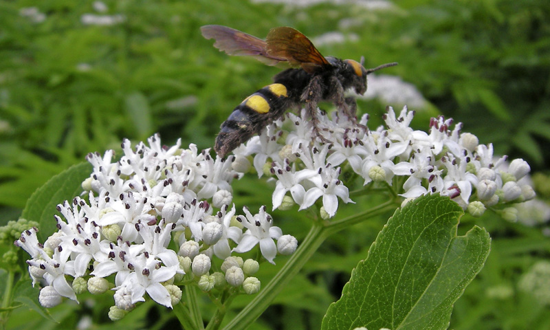 Megascolia maculata flavifrons femmina